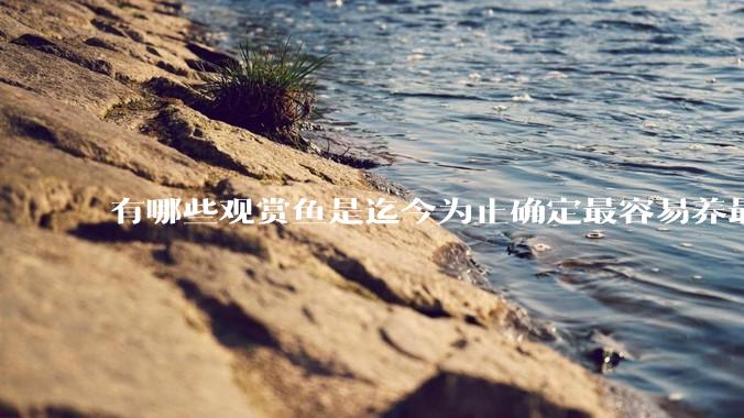 有哪些观赏鱼是迄今为止确定最容易养最不容易死的？